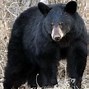 Beruang Menyerang Orang Berburu Babi Hutan Di Jerman