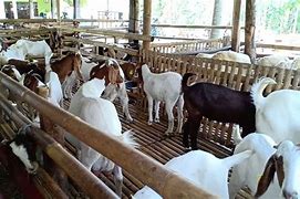 Ternak Kambing Boer Harga